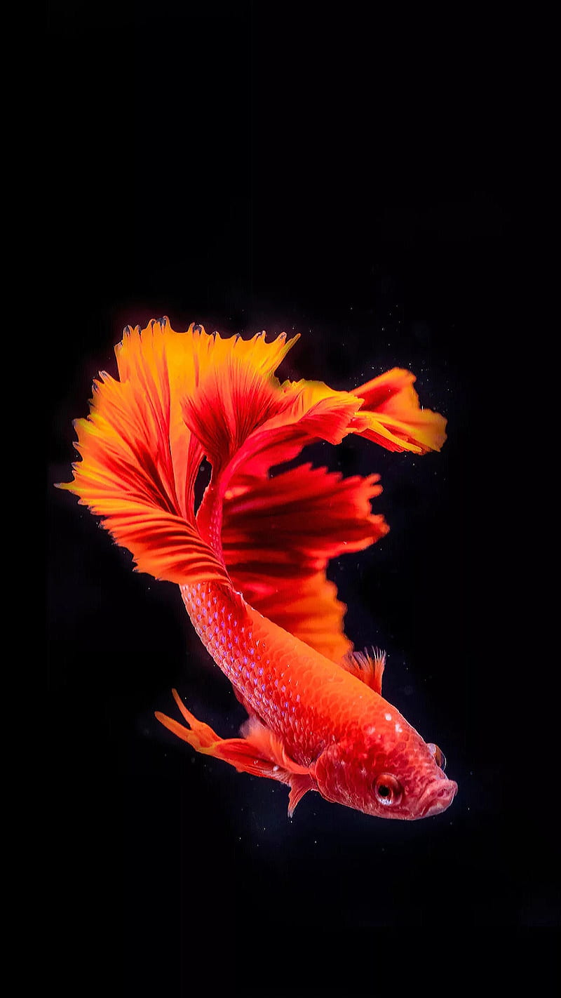 Koi fish, orange, goldfish, koifish, black, , aquarium, HD phone wallpaper