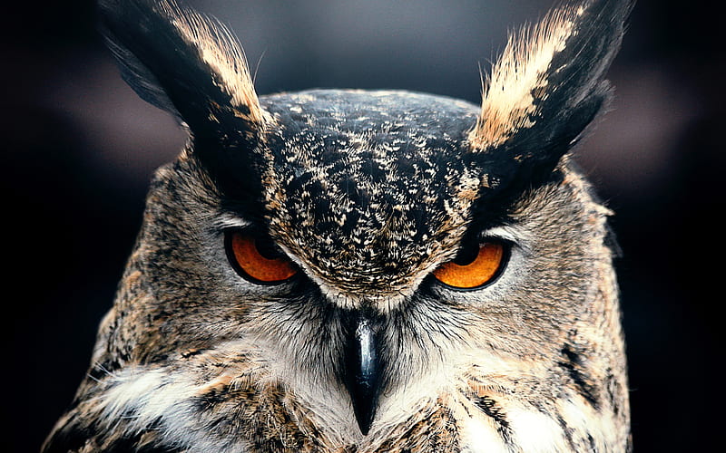 Eagle-owl predatory bird, wildlife, close-up, owl, Bubo bubo, HD wallpaper