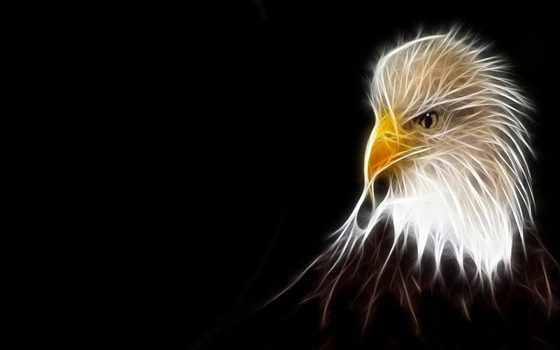 Eagle Fractal, american national bird, black, yellow, colours, white, HD wallpaper