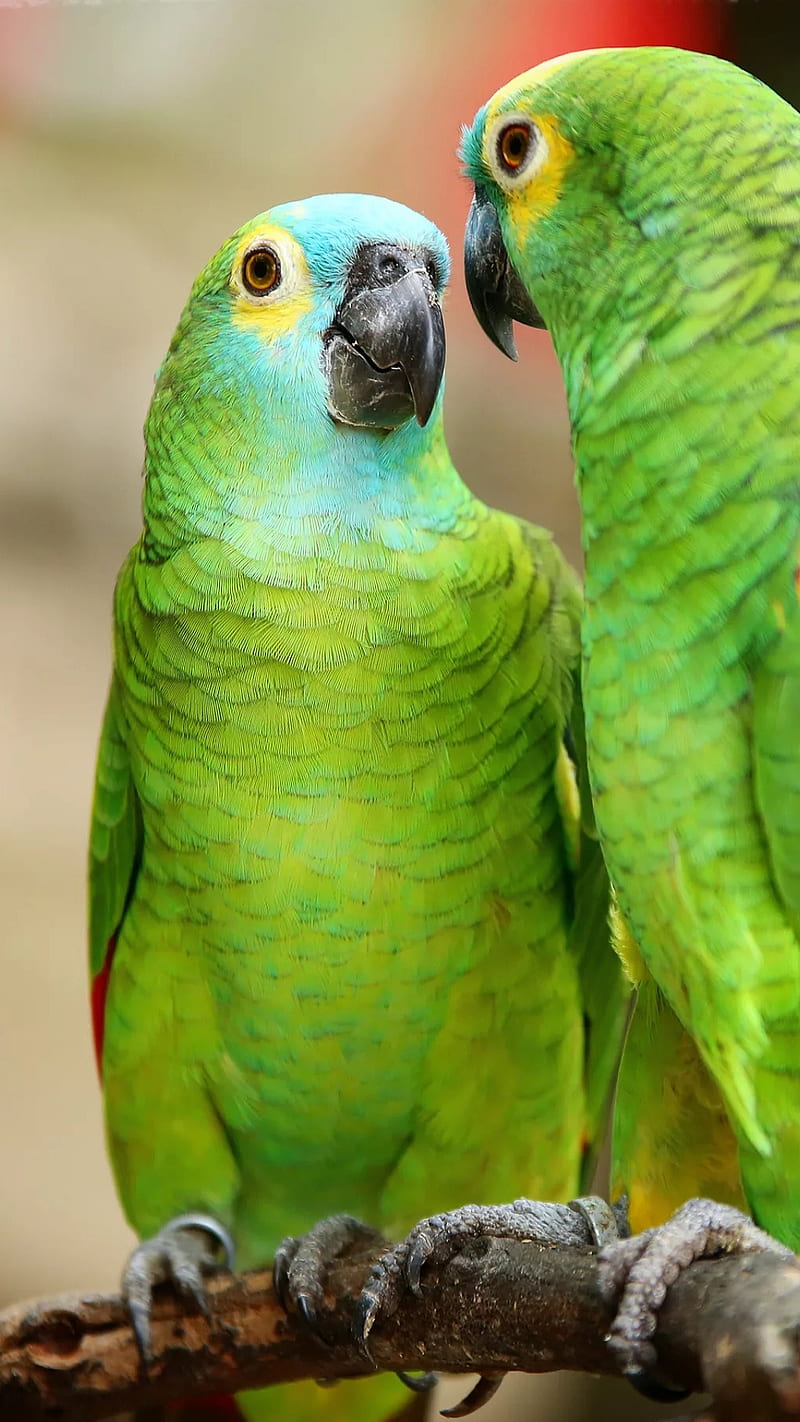 parrots, couple, green, bird, HD phone wallpaper