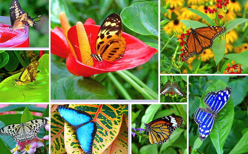 These are a few of my favorite things, variety, wings, flowers, collage ...