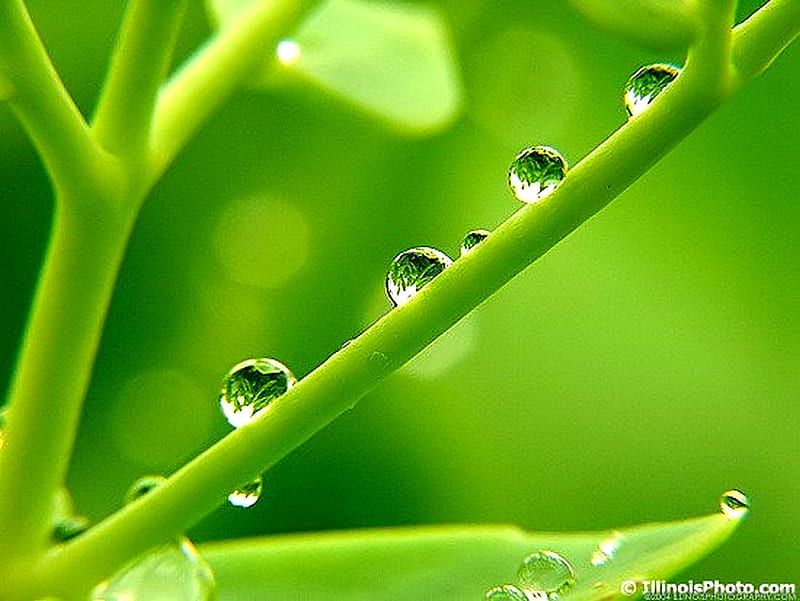 BEAUTY OF RAIN, water, plant, beauty, drops, rain, stem, HD wallpaper