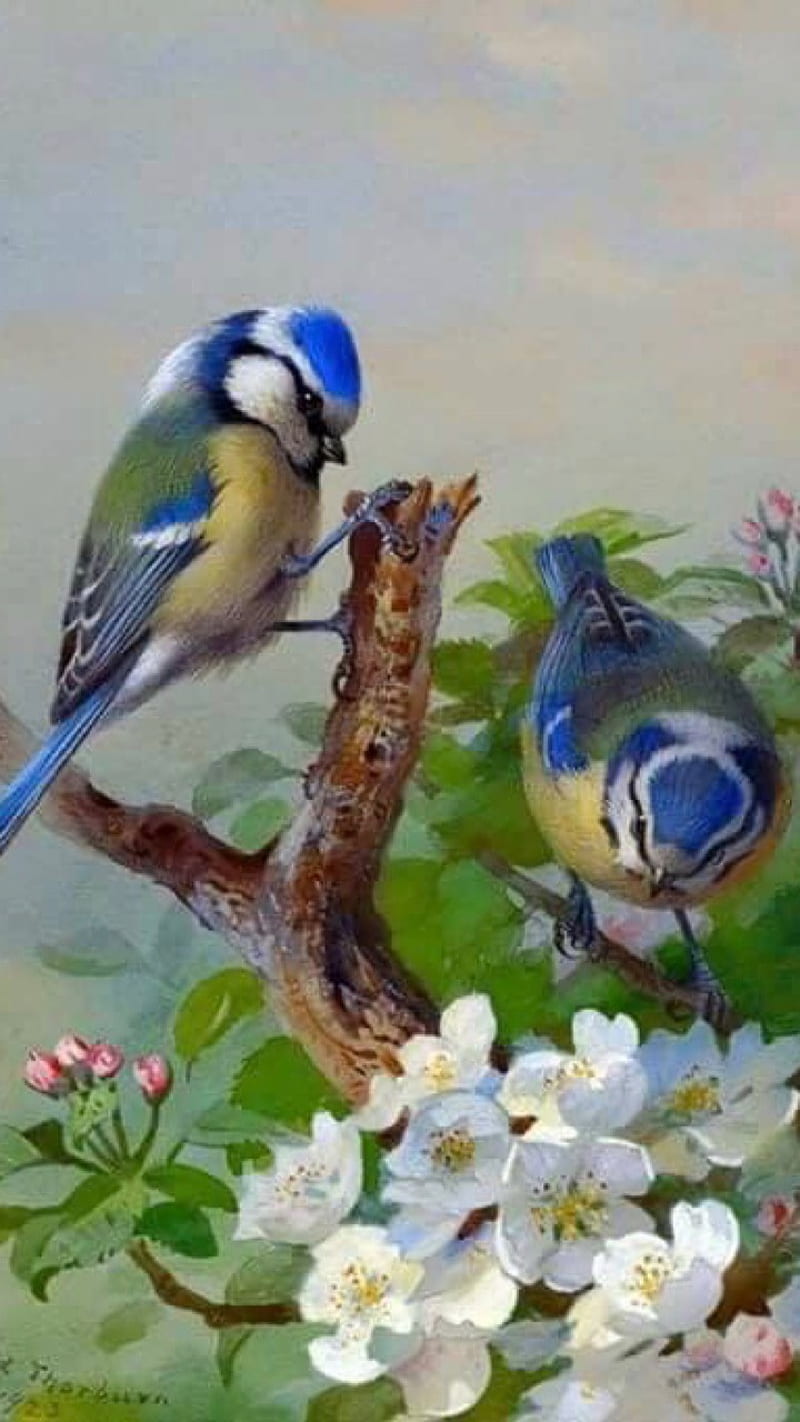 Two birds, bird, white, HD phone wallpaper