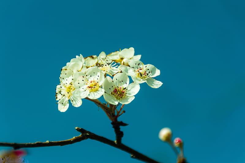 pear, flowers, petals, branch, HD wallpaper