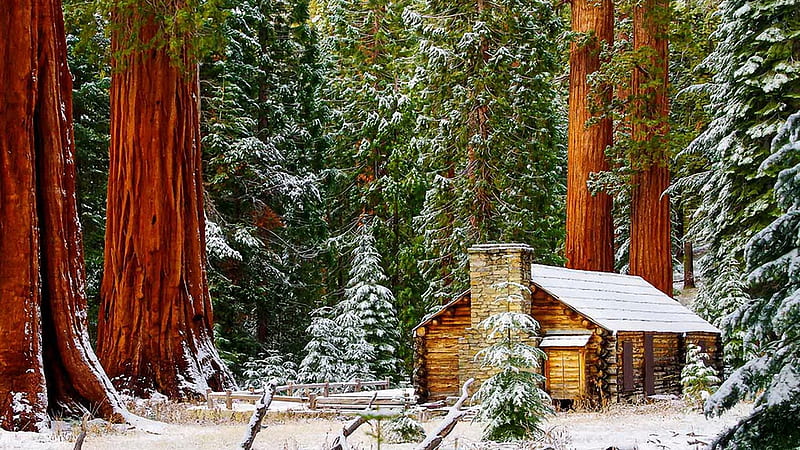 Maripose Grove National Park, Sequoia, winter, forest, snow, Yosemtite National Park, cabin, trees, HD wallpaper