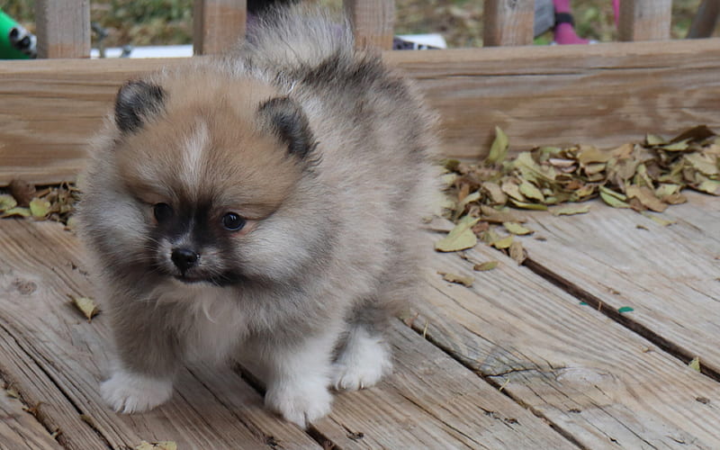 Pomeranian Spitz, gray fluffy puppy, small dog, pets, puppies, HD wallpaper