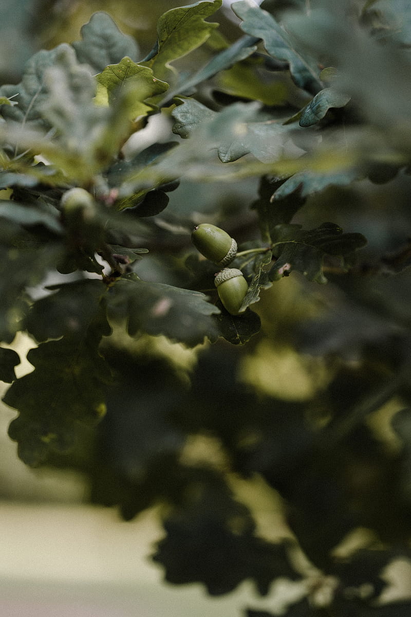 acorn, branches, leaves, macro, HD phone wallpaper