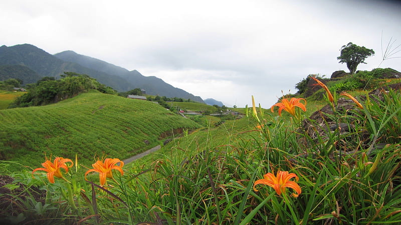 High-mountain daylilies, mountain, Daylily, flowers, nature, bonito, HD wallpaper