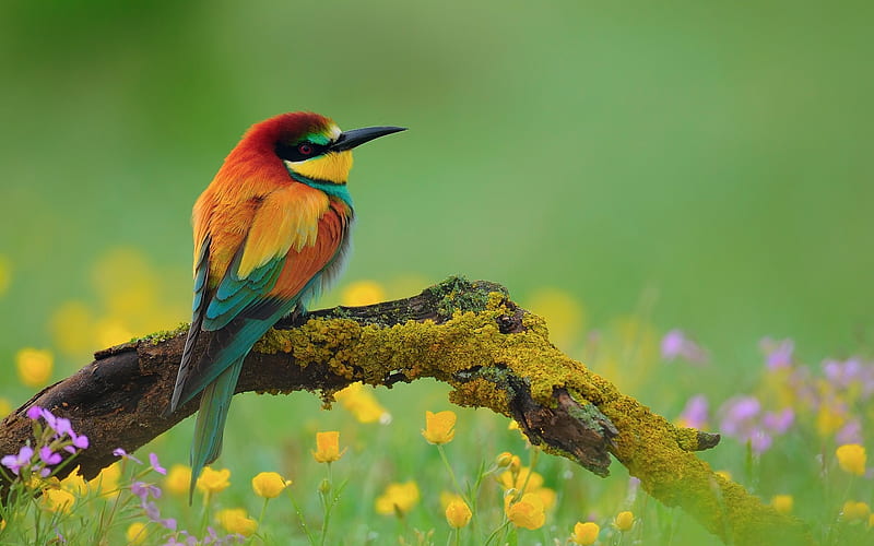 Bird bee-eater branch flower-Animal, HD wallpaper