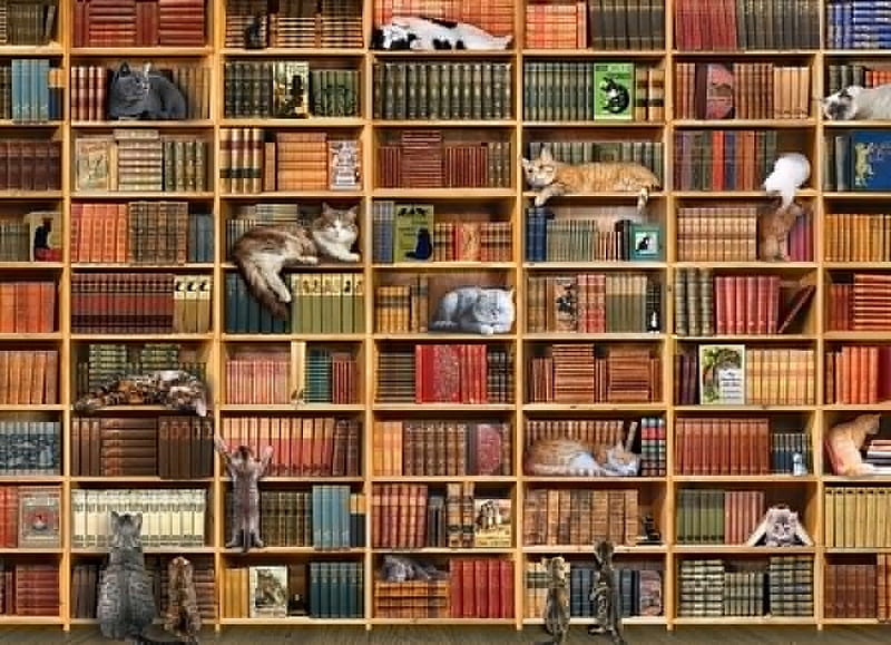 :), pisici, cat, art, library, book, shelves, HD wallpaper
