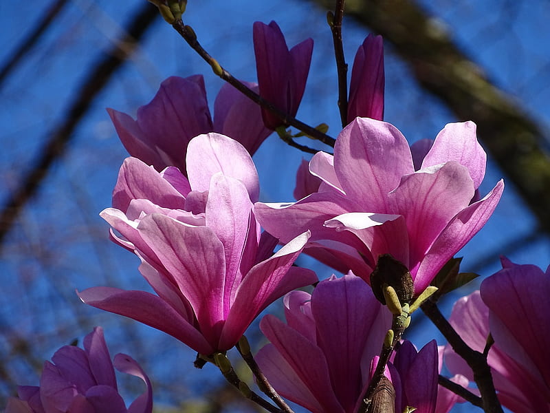 Magnolia, rosa, azul, flor, primavera, primavara, Fondo de pantalla HD |  Peakpx