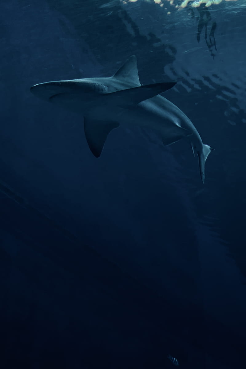 shark, predator, fish, dark, HD phone wallpaper