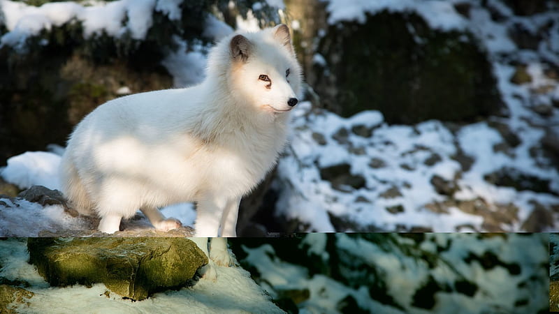 fox, arctic, snow, white, animal, HD wallpaper