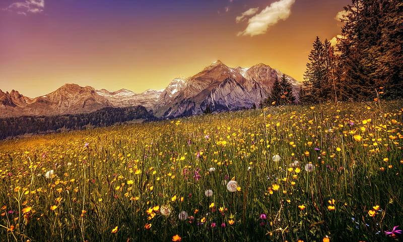 Wild Flowers Mountainside, Wild, Clouds, Sky, Mountain, Flowers, HD wallpaper