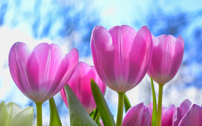 purple tulips R, summer, field of flowers, purple flowers, tulips, HD wallpaper