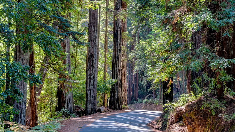 Best Hikes In Santa Cruz For Nature Lovers And Hikers, Santa Cruz Redwoods, HD wallpaper