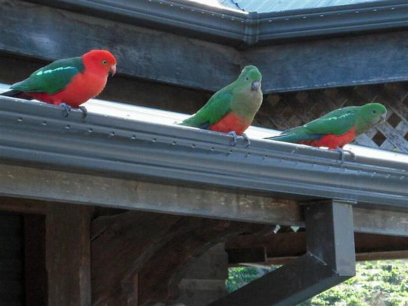 KEEPING WATCH, king parrots, females, male, roof, HD wallpaper