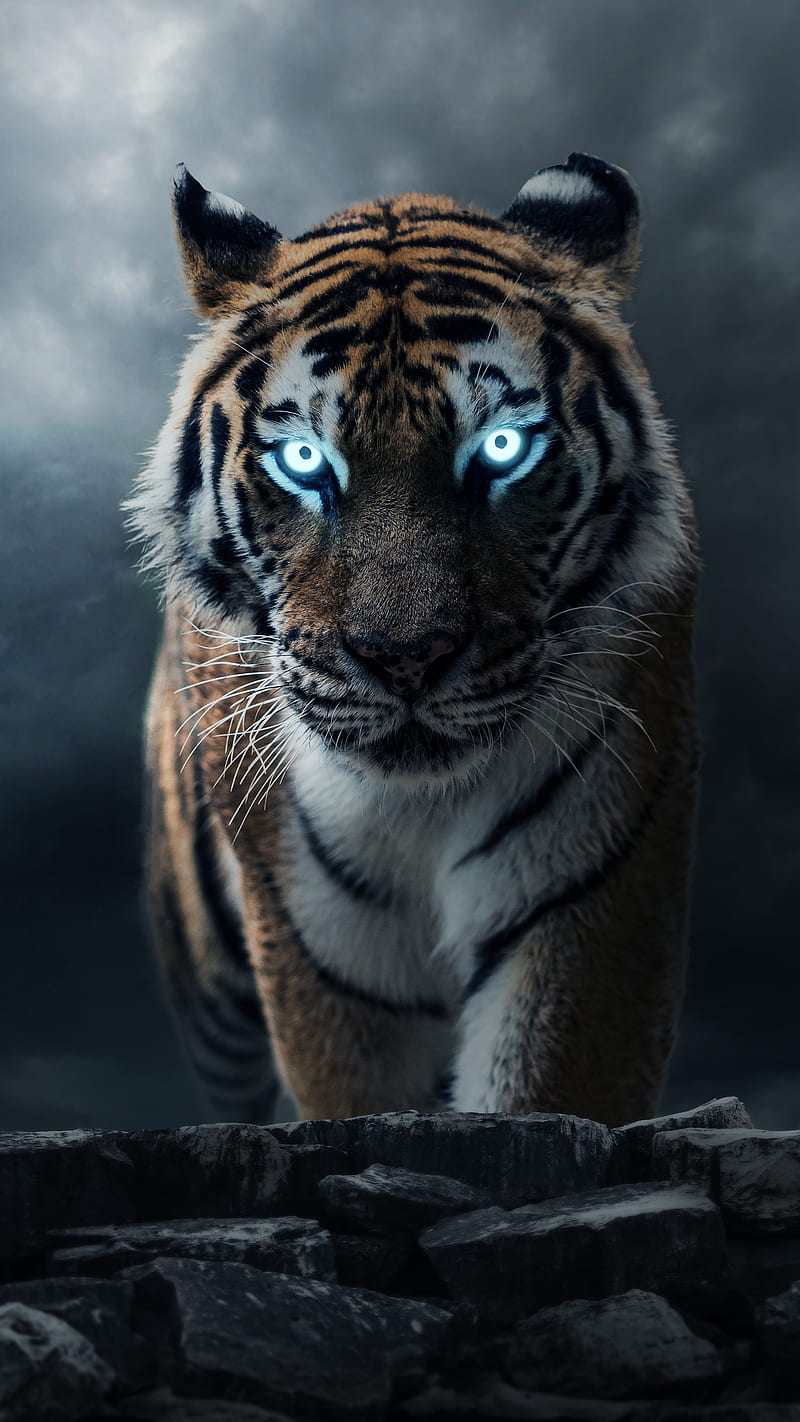 Cool Tiger, blue, water, HD phone wallpaper | Peakpx