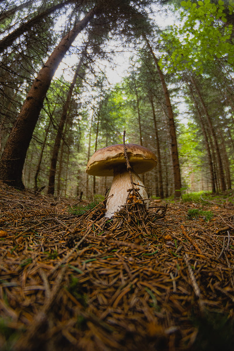 white mushroom, mushroom, forest, branch, HD phone wallpaper