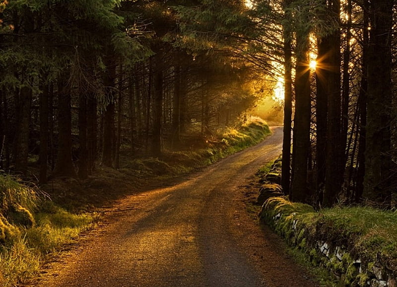 Morning in the forest, dawn, grass, landscapes, path, sun rays, sunshine, trees, HD wallpaper