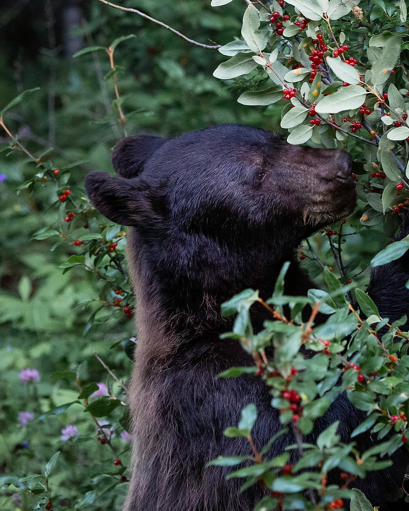 bear, predator, berry, plant, HD phone wallpaper