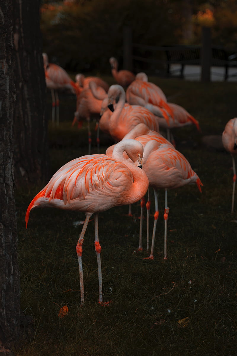 flamingo, birds, color, feathers, blur, HD phone wallpaper