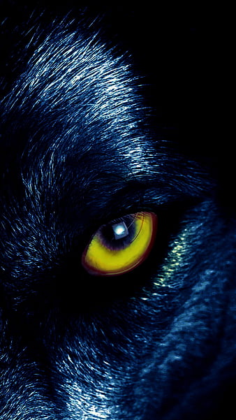 Wolf, eyes, predator, sight, HD wallpaper | Peakpx