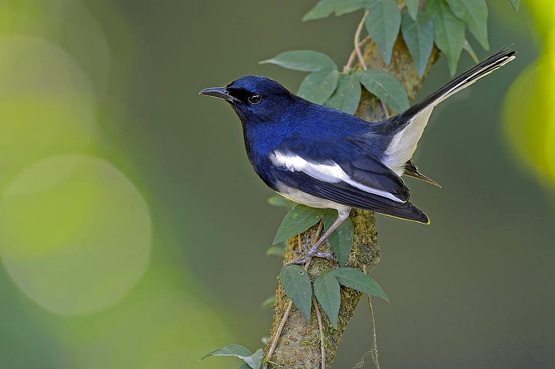Magpie Warbler, bird, green, pasare, magpie shama, branch, blue, HD wallpaper