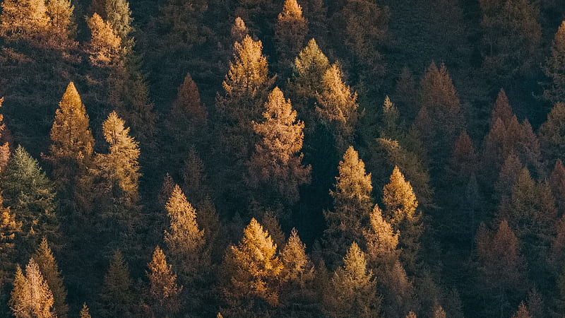 / forest, aerial view, trees, coniferous, treetops, HD wallpaper
