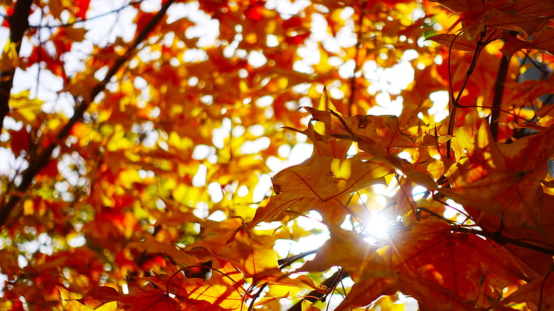 maple leaf under the sun, HD wallpaper