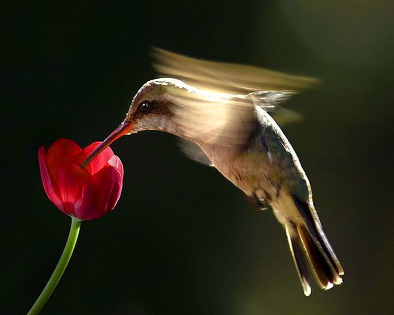 Sweet, black background, flight, flower, hummingbird, nectar, HD wallpaper
