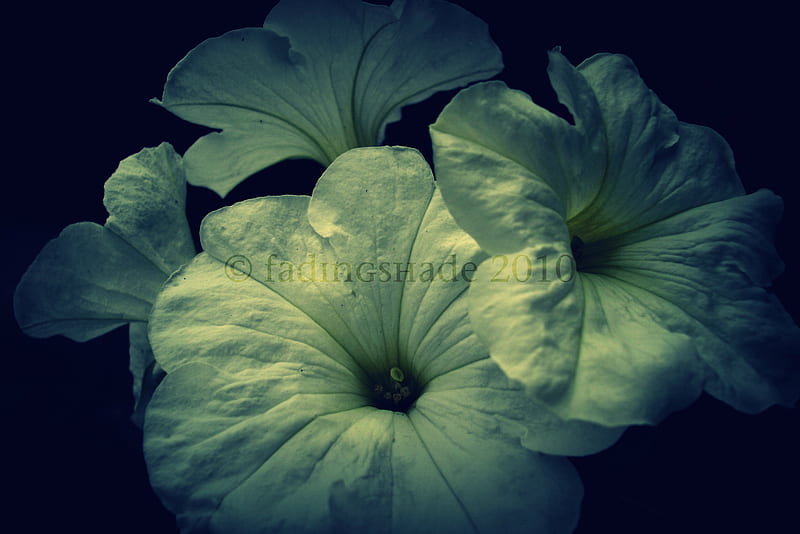 Misteriosas flores blancas, petunia, flores, negras, bonitas, misteriosas,  blancas, Fondo de pantalla HD | Peakpx