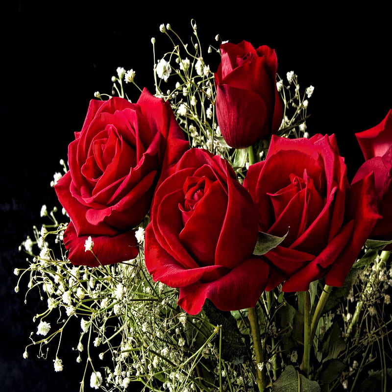 Roses red flowers, bonito, cute, look, nice, HD mobile wallpaper | Peakpx