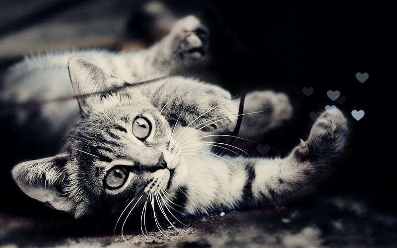 kitty love-Cute pet cat, HD wallpaper