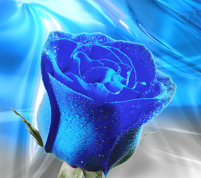 Blue Rose, HD wallpaper