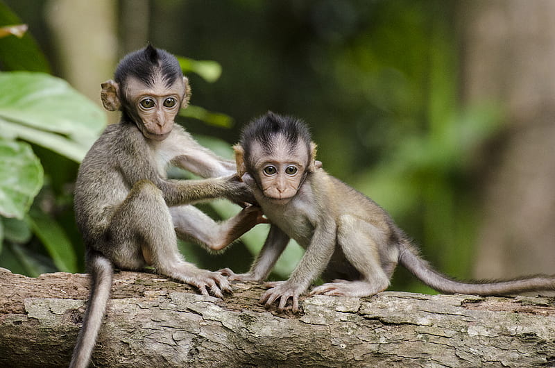 two baby monkeys on gray tree branch, HD wallpaper