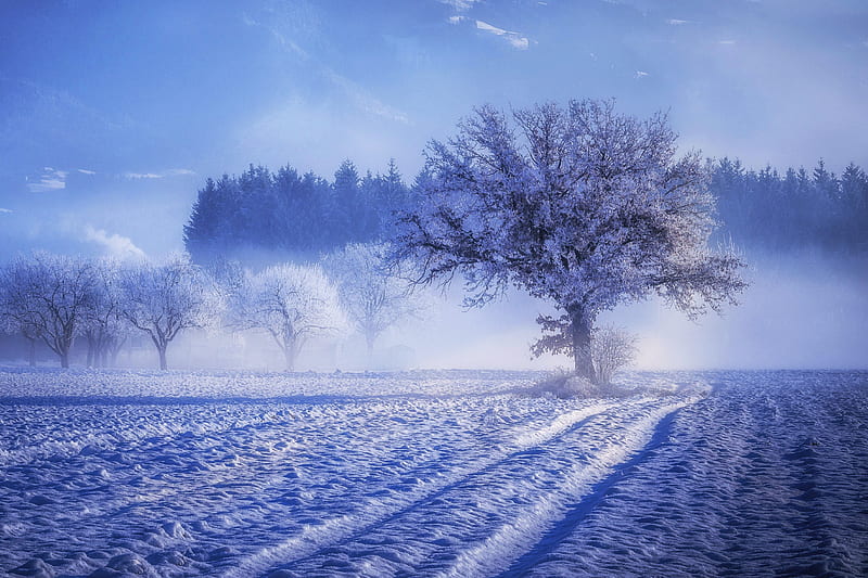 Trees Covered With Snow Fog Landscape Winter , snow, trees, fog, landscape, winter, HD wallpaper