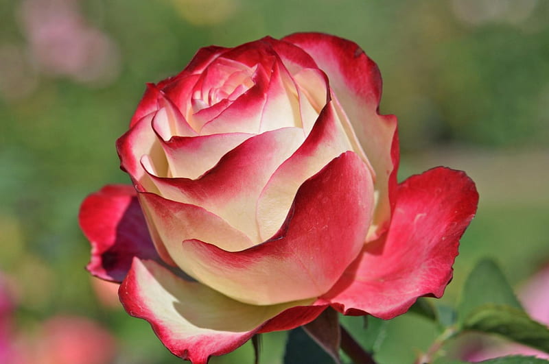 Double Delight Rose, flower, petals, blooms, rose, HD wallpaper