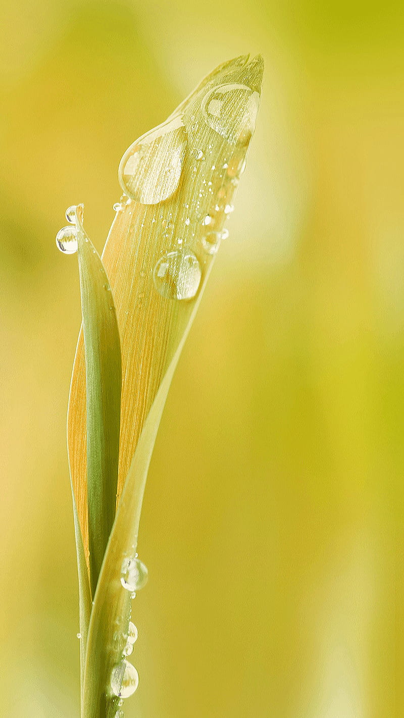 Leaf, drops, nature, water, water drops, HD phone wallpaper | Peakpx