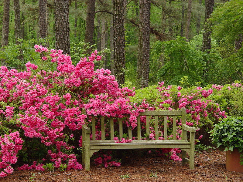 Tranquil Bench Seat, bench, timber bench seat, pink bouganvillea flowers, woods, HD wallpaper