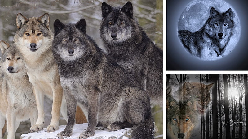 Wolf Collage, moon, full moon, wild, woods, wolf, collage, wolves, forest, spiritual, loup, HD wallpaper