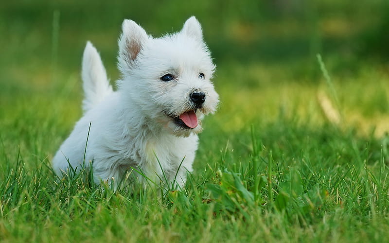 West Highland White Terrier, cute animals, dogs, Westies, HD wallpaper