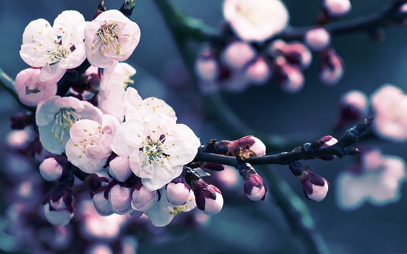 Beautiful Japanese cherry blossom season 15, HD wallpaper