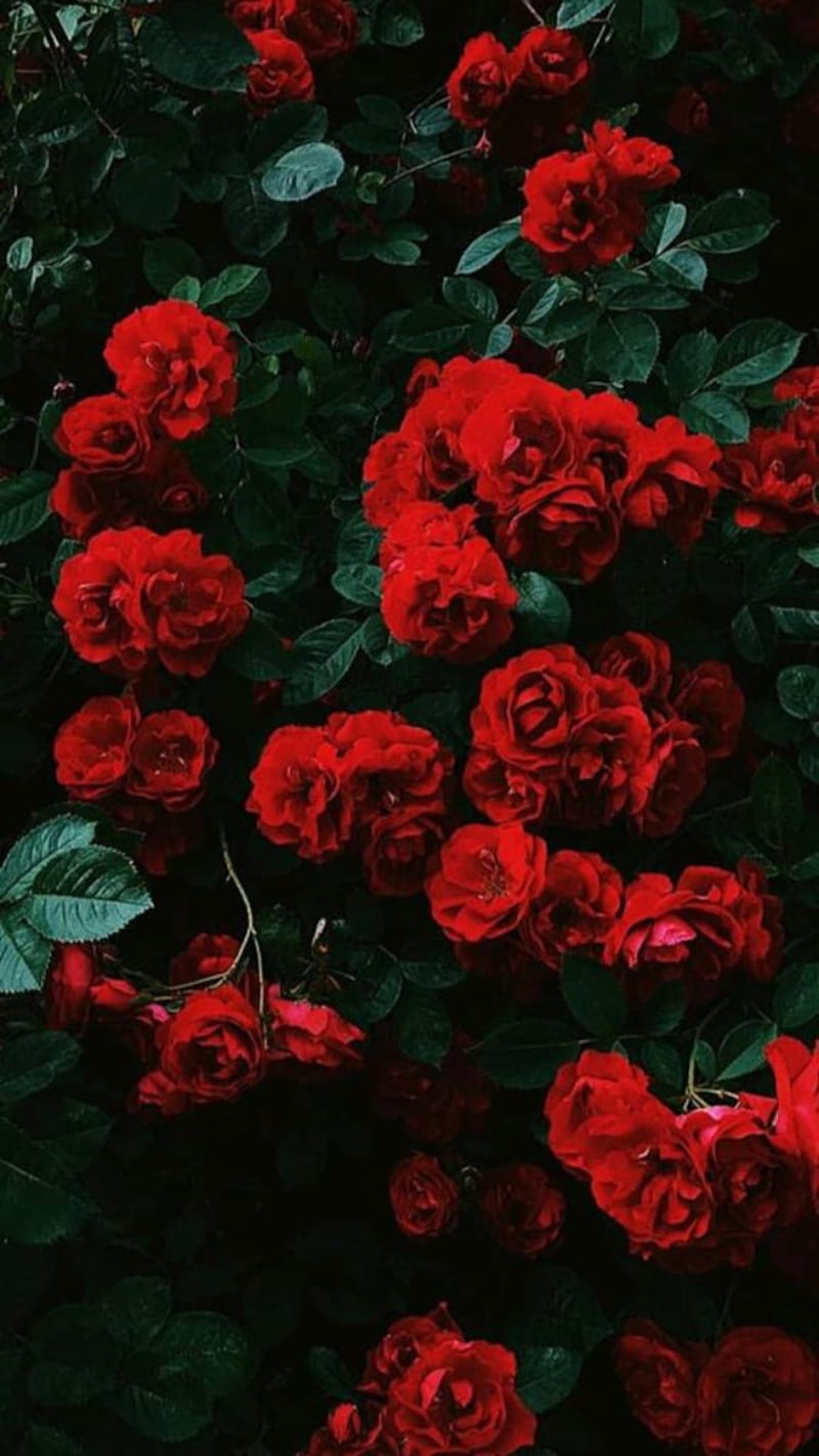 Bella rose tumblr
