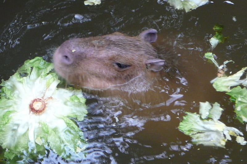 Pet Capibara, face, swimming, sweet, lettuce, HD wallpaper