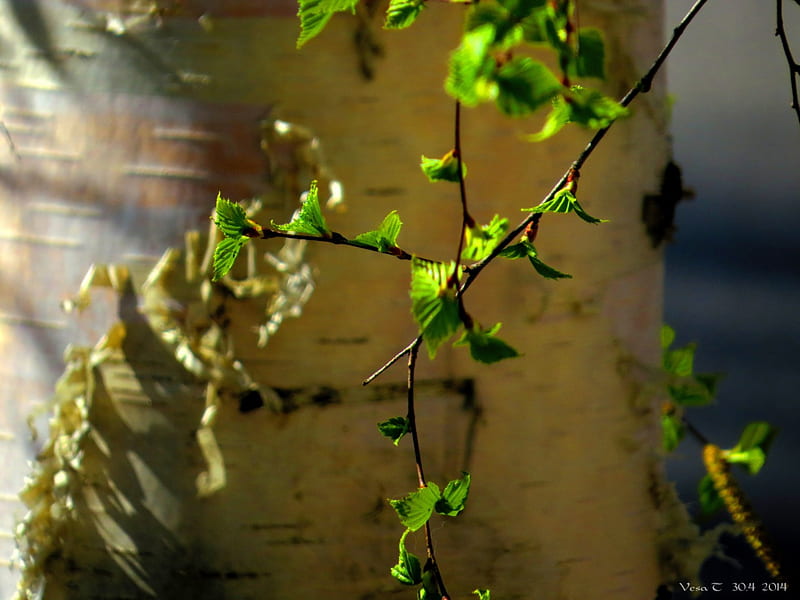 Birch, tree, spring, leaf, HD wallpaper