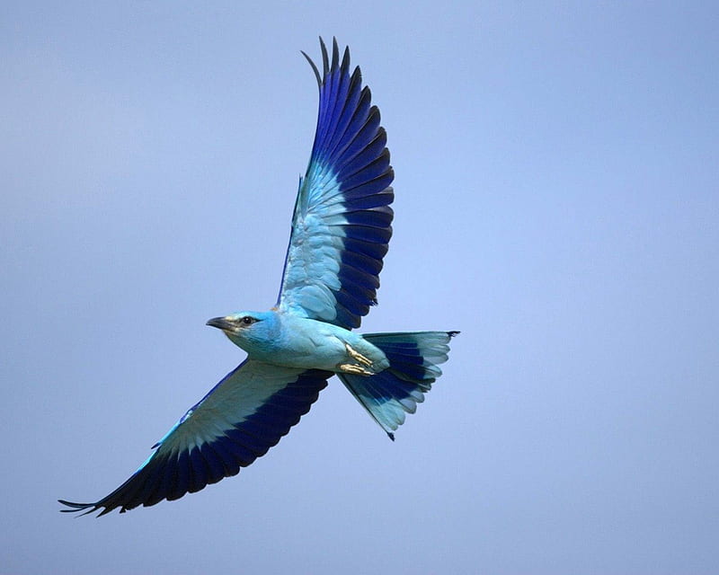 Bird, wings, wing span, animal, fly, flying, beak, nature, feathers, blue, HD wallpaper