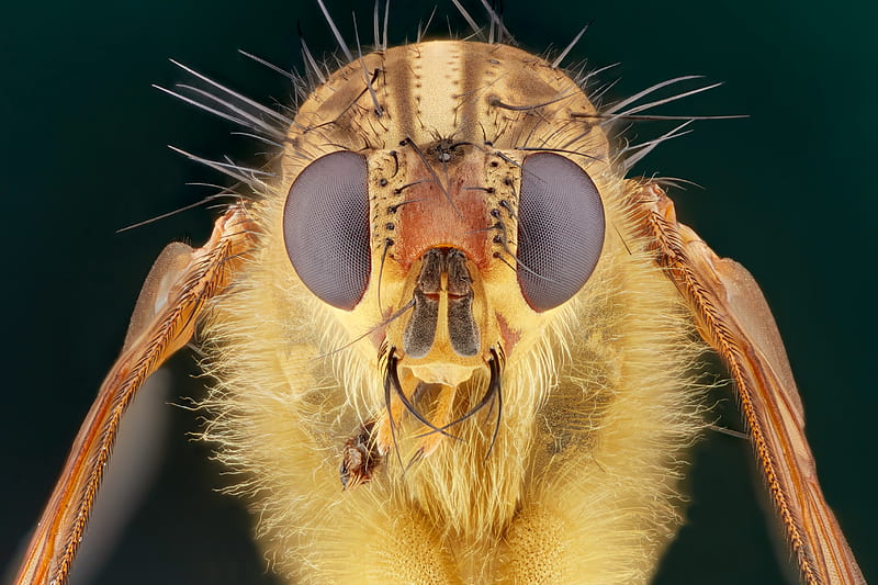 Animal, Fly, Close-Up, Insect, Macro, HD wallpaper
