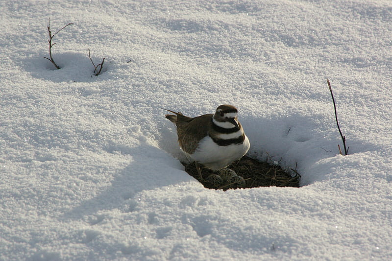 Killdeer nesting in backyard, Nest, Killdeer, Eggs, Spring, Snow, Winter, HD wallpaper