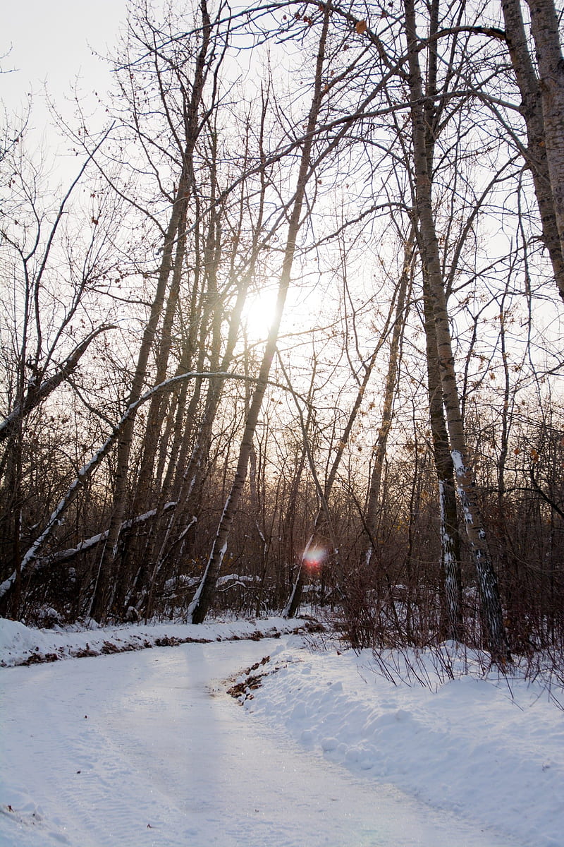 nature, snow, trees, winter, HD phone wallpaper